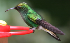 Coppery-headed Emerald
